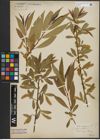 Foto von Salix alba L. x Salix pentandra L.